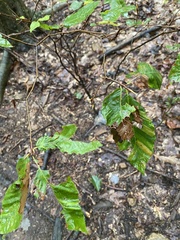 Litylenchus crenatae