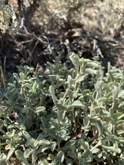 Atriplex gardneri