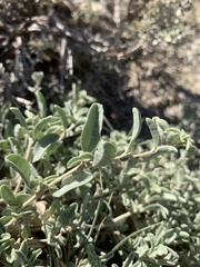 Atriplex gardneri