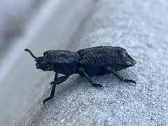 Phloeodes diabolicus