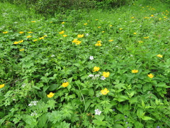 Trollius riederianus
