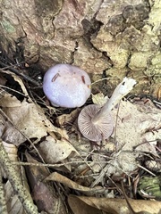 Cortinarius iodeoides