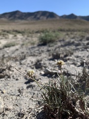 Eriogonum exilifolium