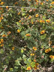 Platylobium obtusangulum