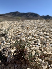 Eriogonum exilifolium
