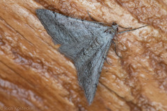 Digrammia pallorata