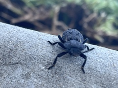 Phloeodes diabolicus