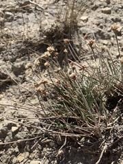 Eriogonum exilifolium