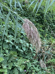 Phragmites