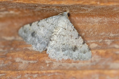 Digrammia