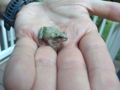 Hyla chrysoscelis