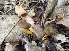 Craterellus lutescens