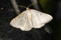 Taeniogramma mendicata