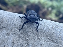 Phloeodes diabolicus