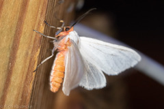 Pygarctia roseicapitis