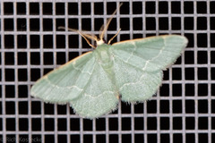 Chlorochlamys phyllinaria