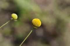 Helenium puberulum