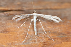 Oidaematophorini
