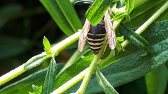Vespula consobrina