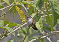 Selasphorus scintilla