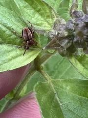 Salsa brisbanae