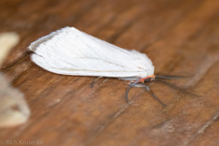 Pygarctia roseicapitis