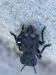 Phloeodes diabolicus