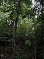 Magnolia tripetala