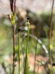Trichophorum pumilum