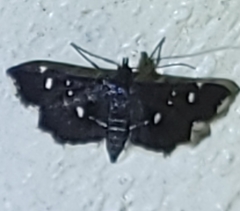 Diathrausta harlequinalis