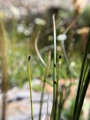 Trichophorum pumilum