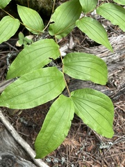 Prosartes hookeri