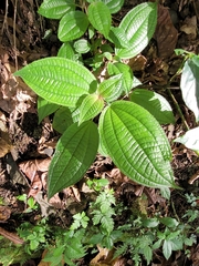 Miconia crenata