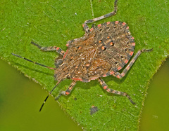 Brochymena quadripustulata