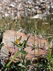 Trichophorum pumilum