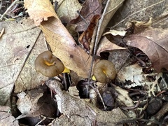 Craterellus lutescens