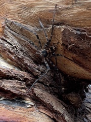 Heteropoda procera