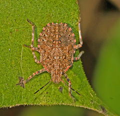 Brochymena quadripustulata