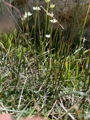 Trichophorum pumilum