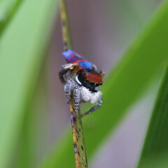 Maratus gemmifer
