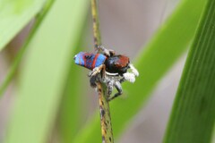 Maratus gemmifer