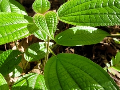 Miconia crenata