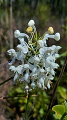 Platanthera blephariglottis