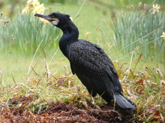 Phalacrocorax carbo carbo