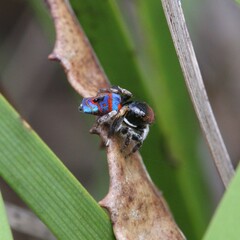 Maratus gemmifer