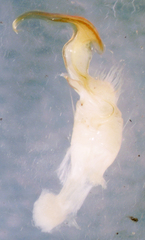 Apheloriini