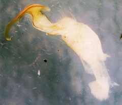 Apheloriini