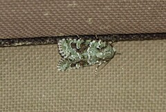 Lacinipolia laudabilis