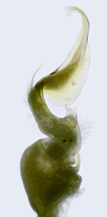 Apheloriini