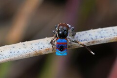 Maratus gemmifer